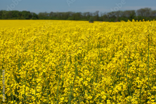 Beautiful flowering rapeseed field under the blue, cloudless sky on a clear spring day. © Dimid