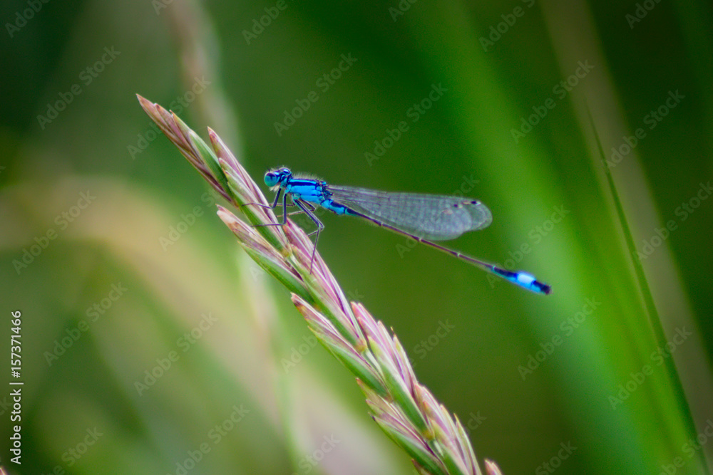 Dragonfly at the Pond Dragonfly at the Pond