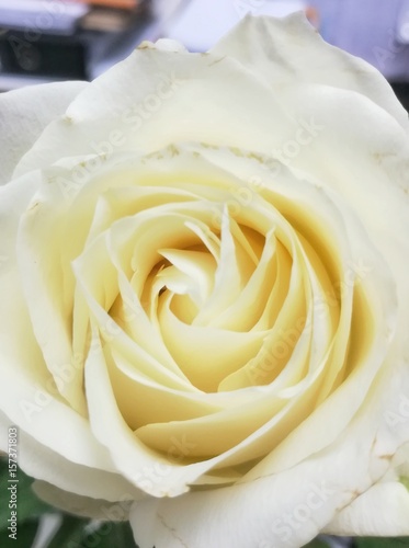 Close up picture of white rose