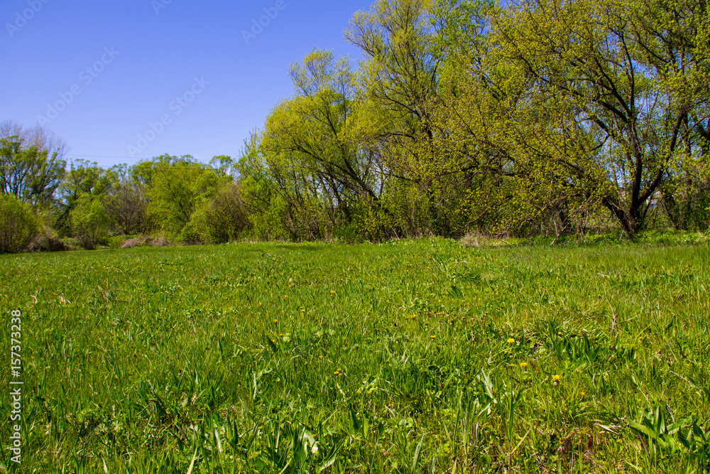 Spring landscape with green meadow and trees