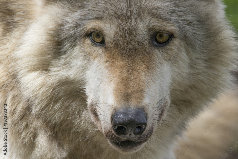 gray wolf gray wolf
