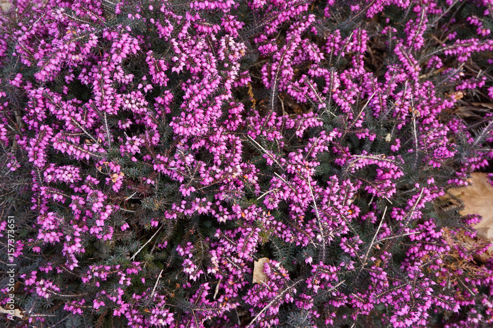 violet heather flowers violet heather flowers