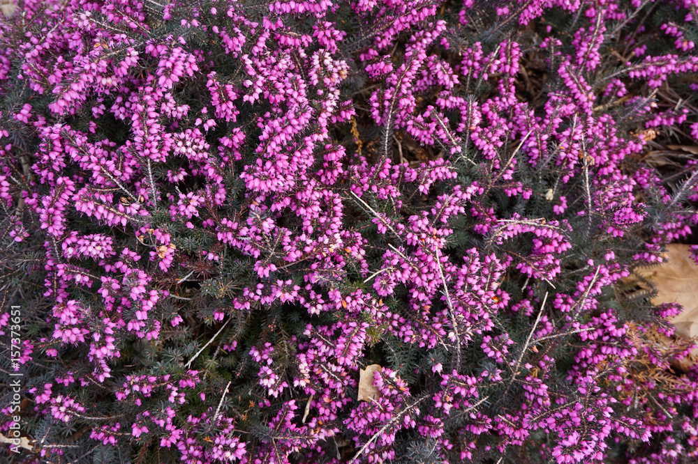 violet heather flowers