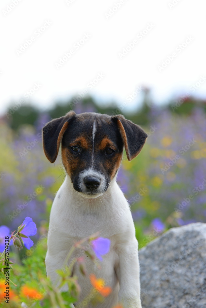 flower power dog, cute puppy sitting in between orange and purple flowers