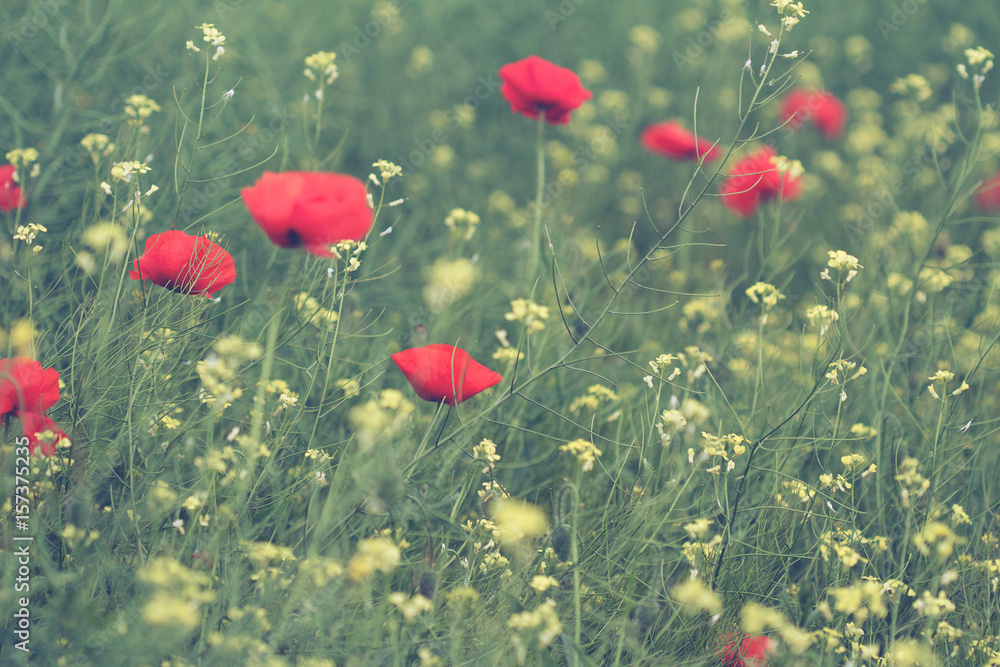 Obraz premium poppy and canola flower field