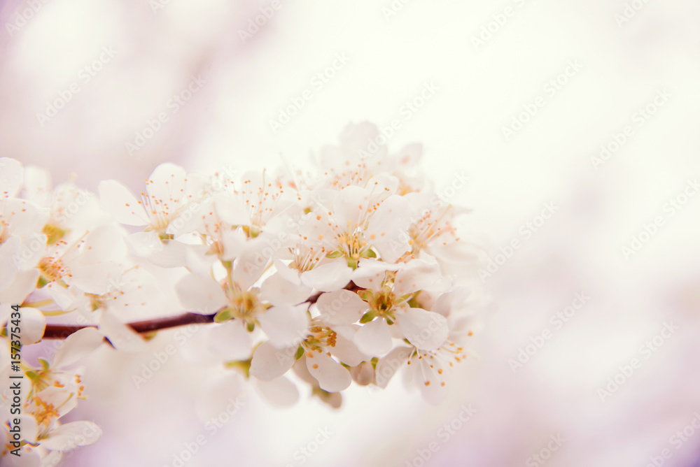 Cherry blossom in retro style Cherry blossom in retro style