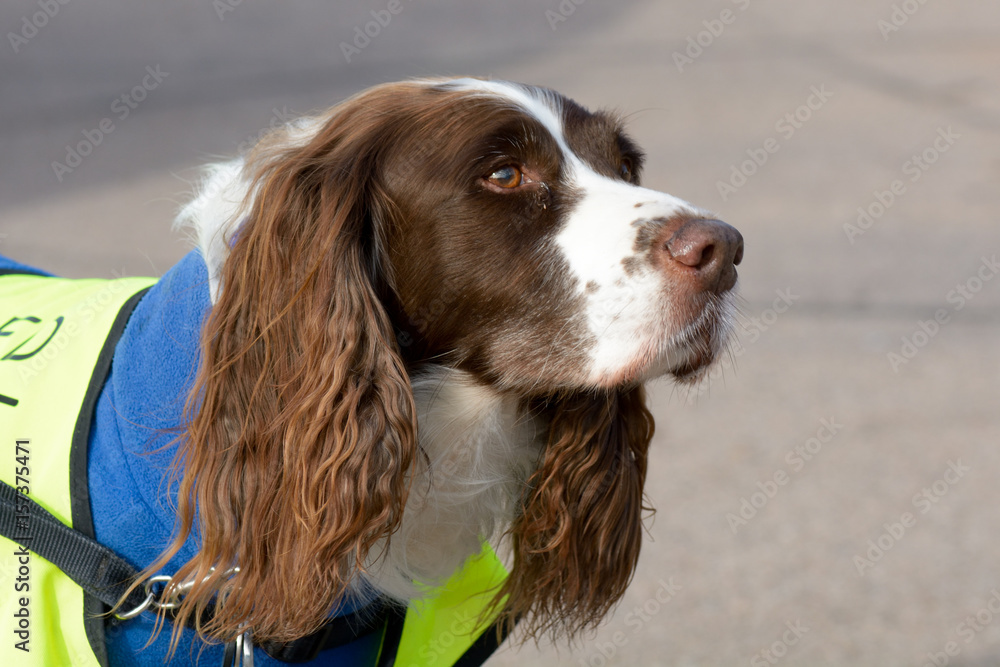 English Springer Spaniel dog portrait
