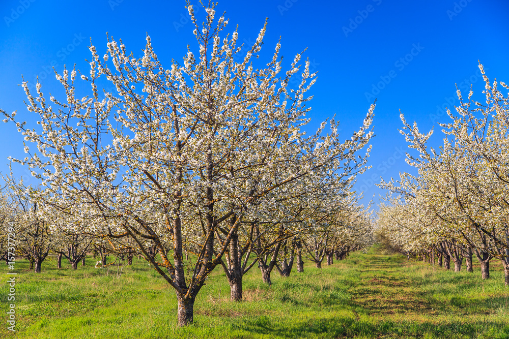 Blooming apple trees in the garden at spring Blooming apple trees in the garden at spring