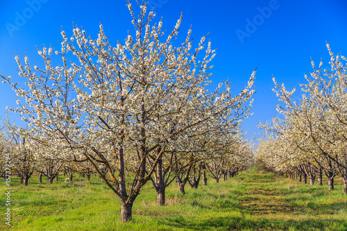 Blooming apple trees in the garden at spring