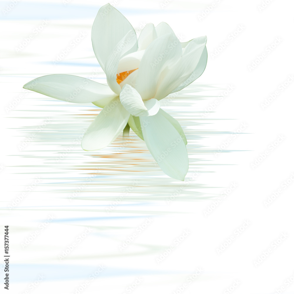 Naklejka premium fleur de lotus