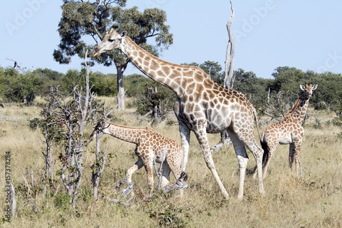 Canvas Print Giraffe with calf