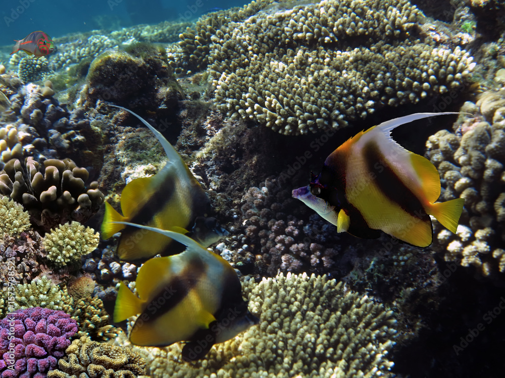 Fototapeta premium Photo of a coral colony and Pennant coralfish (bannerfish)