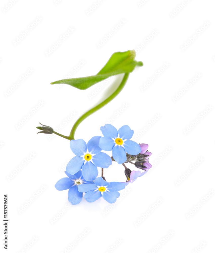 forget-me-not flower isolated on white