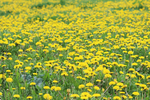 Field of blooming beautiful yellow flowers dandelions