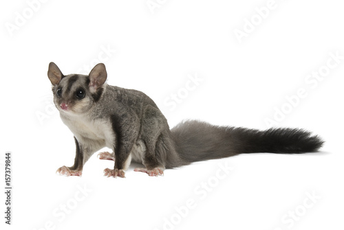 Squirrel glider (Petaurus norfolcensis) isolated on a white background with shadow. © andrewburgess