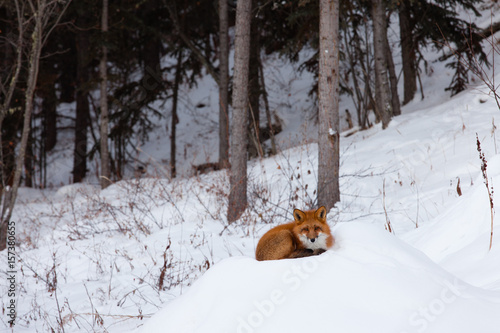 Red fox resting spot in winter snow forest © PiLensPhoto