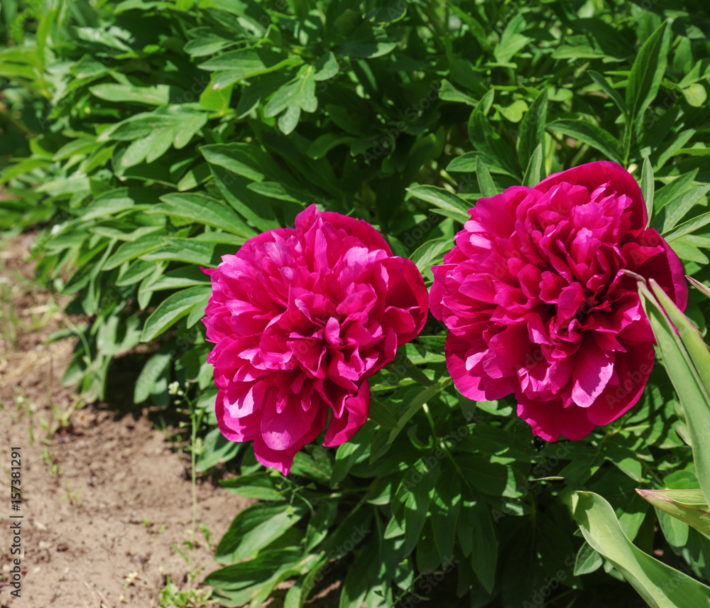 Beautiful peonies in spring garden on sunny day