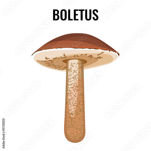 Boletus white fungus isolated vector illustration. Mushroom edible