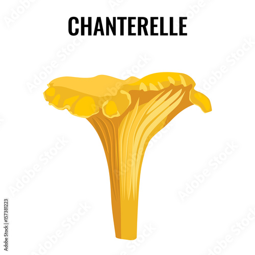 Chanterelle yellow fungus isolated on white background vector illustration.