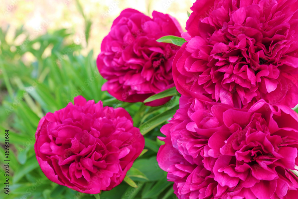 Beautiful peonies in spring garden on sunny day Beautiful peonies in spring garden on sunny day