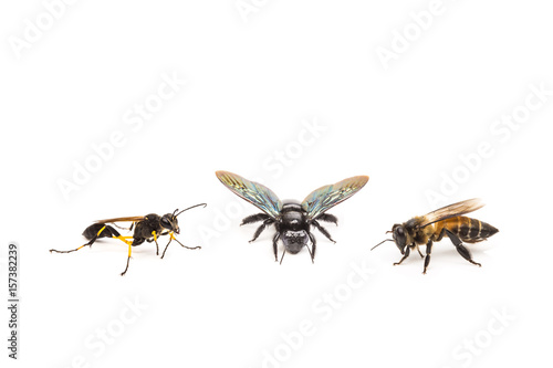Ceriana wasp, Xylocopa latipes, bee on white background © somrerk