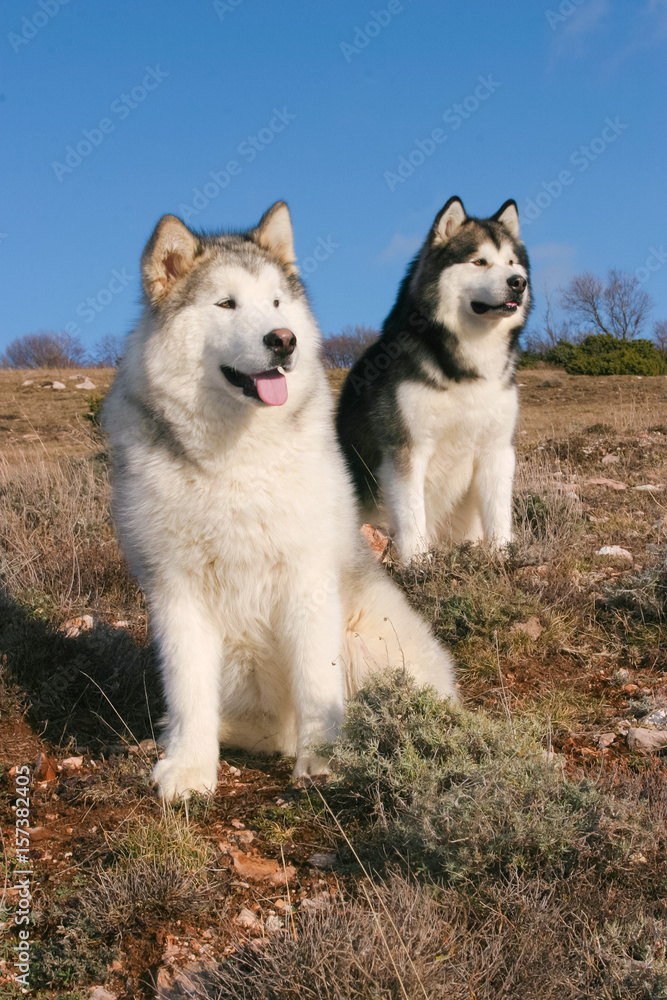 Portrait of two Alaskan Malamute Dogs