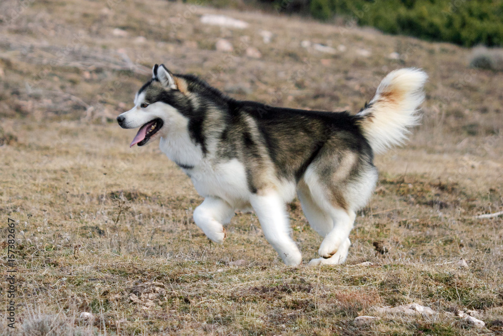 Portrait of Alaskan Malamute Dog