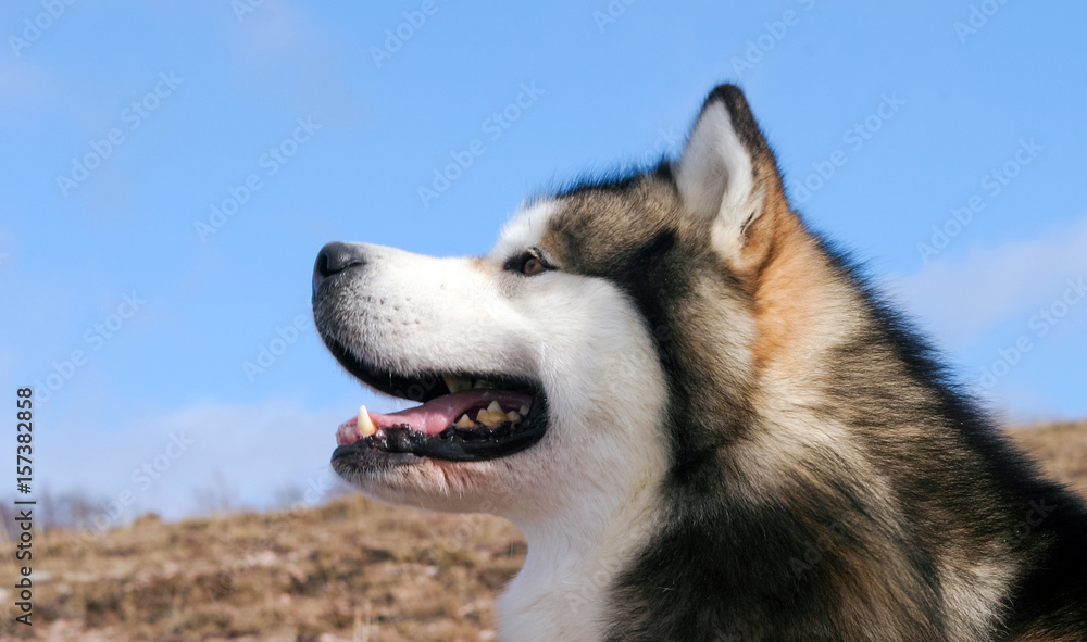 Portrait of Alaskan Malamute Dog