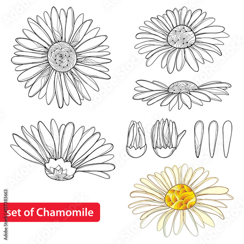 Vector set with outline Chamomile flowers, bud and petal isolated on white background. Ornate Chamomiles in contour style for summer design, herbal cosmetics, aromatherapy, homeopathy, coloring book.