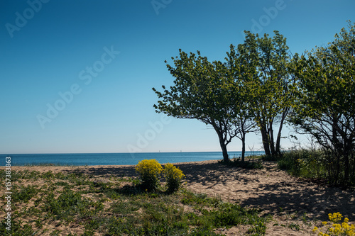 beach tree