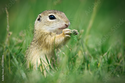European ground squirrel is eating © zorandim75