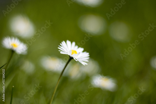 Fototapeta Naklejka Na Ścianę i Meble -  Gänseblümchen