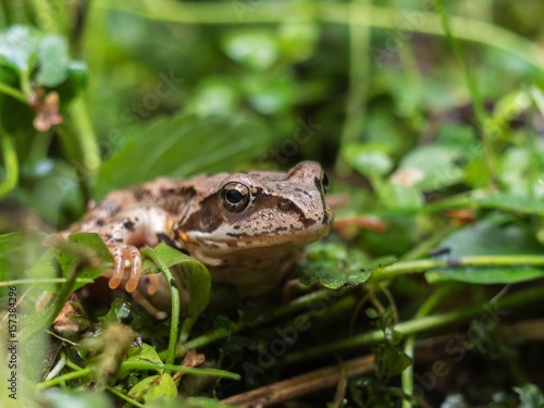 forest frog sneaks into the wet grass