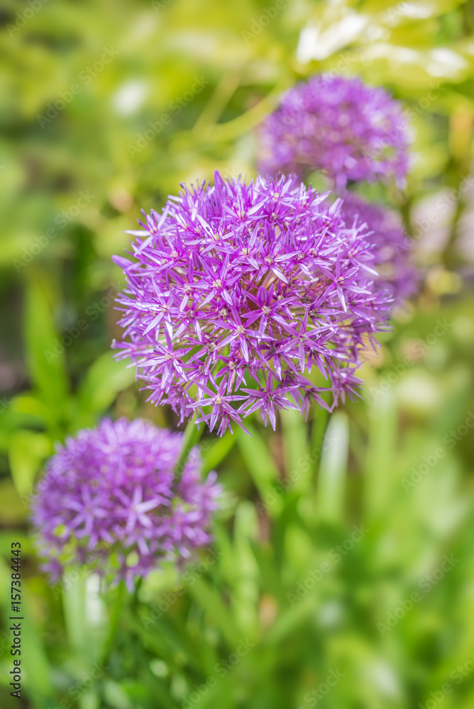 Fototapeta premium Purple allium bulbs flowers close up on green background in a garden
