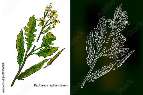 Raphanus raphanistrum, the wild radish or jointed charlock. 