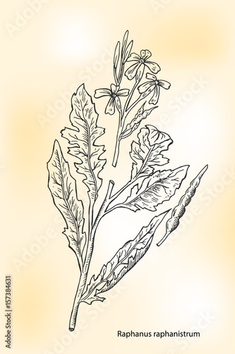 Raphanus raphanistrum, the wild radish or jointed charlock. Botanical plant illustration