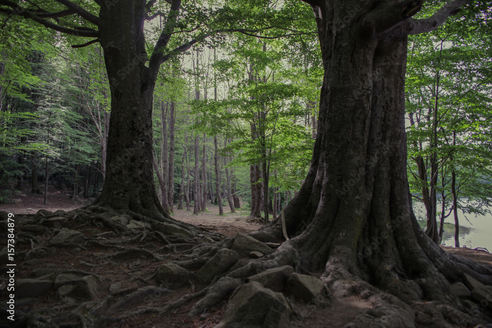 Bosque de hayas con dos arboles grandes Bosque de hayas con dos arboles grandes