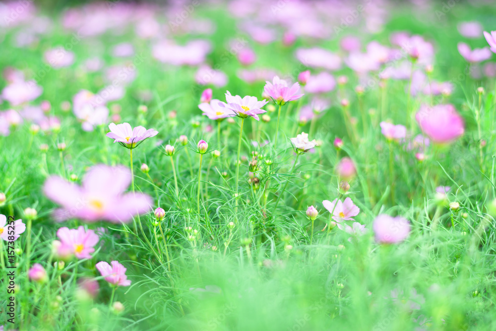  Colorful flowers for background .