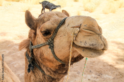 Close up shot of a camel in the indian desert