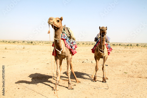 Camels hanging out in the Indian desert. © WeWander