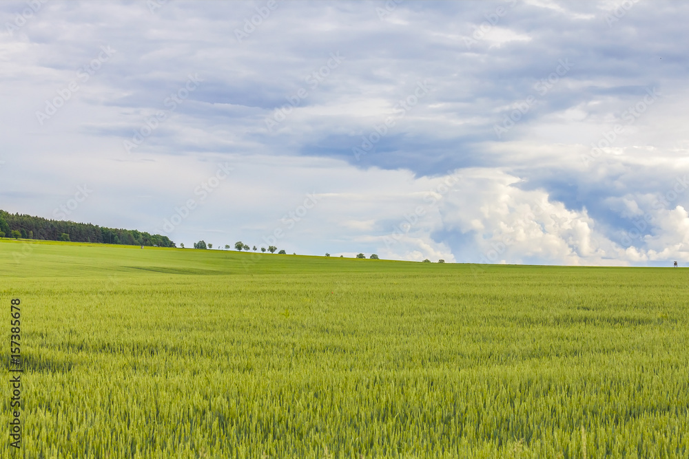 Summer beautiful landscape,green field, Czech Republic
