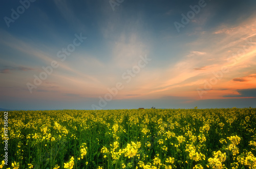 Fantastic rapeseed field at the dramatic overcast sky. Dark clouds  contrasting colors. Magnificent sunset  summer landscape.
