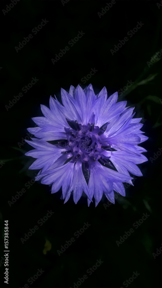 vaccum cornflower vaccum cornflower