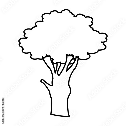 tree branch trunk stem foliage botanical vector illustration