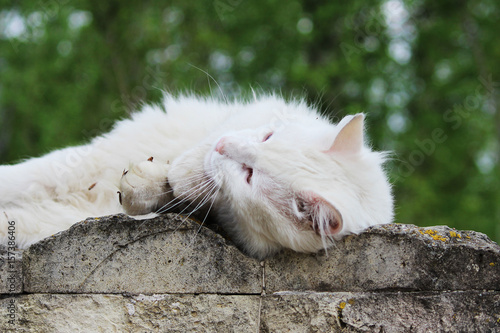 white single homeless cat with orange eyes is posing outdoors on a sunny day