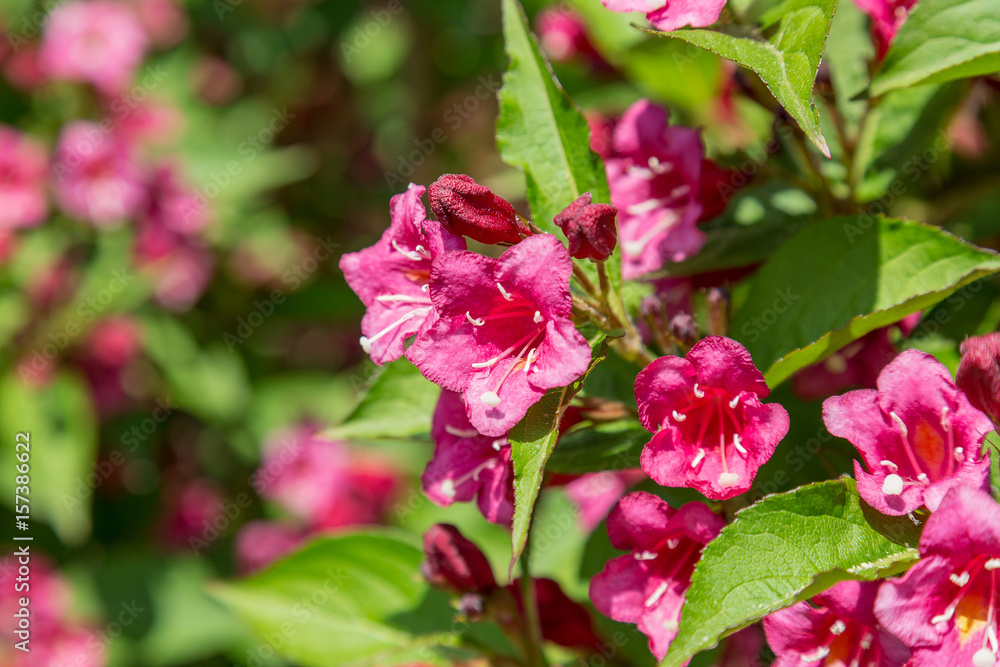 Weigela x fuji sinensis ornamental bushes flowering at spring. Weigela x fuji sinensis ornamental bushes flowering at spring.