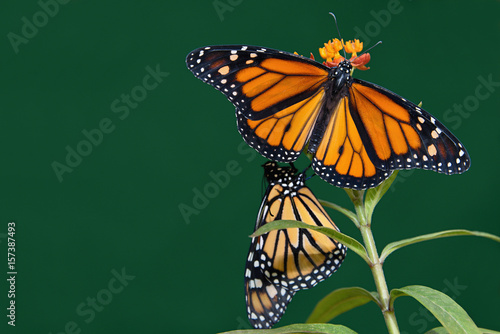 Fototapeta Two monarch butterflies are perched on a flower in the garden