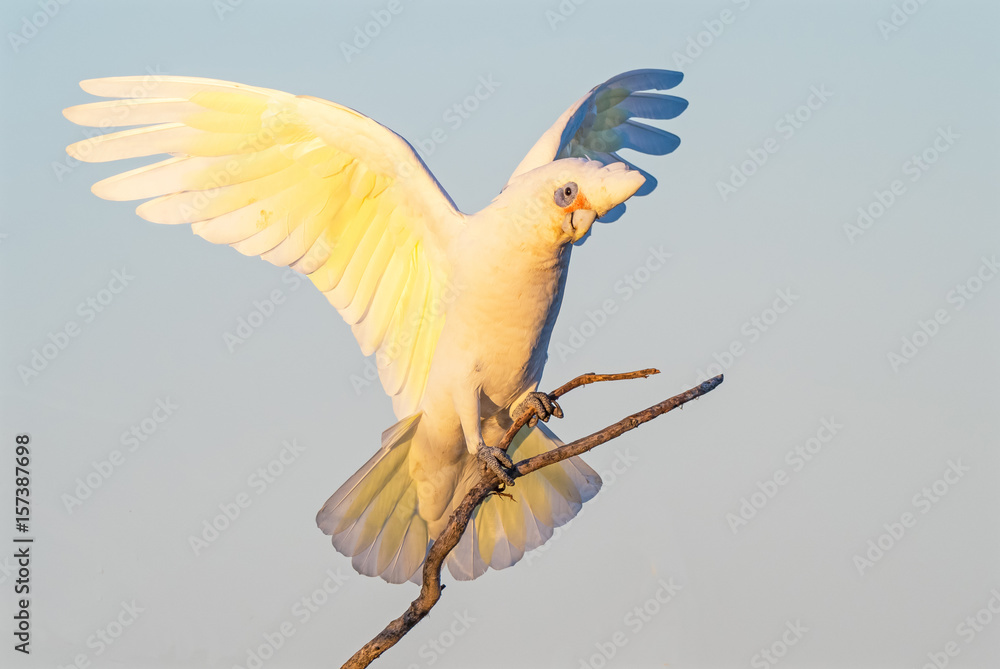 Obraz premium Little Corella