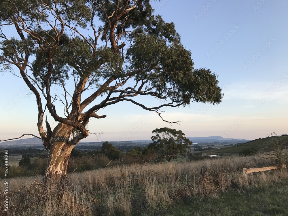 Fototapeta premium Yarra Valley Sunset