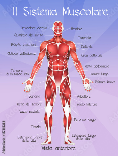 The muscolar system photo